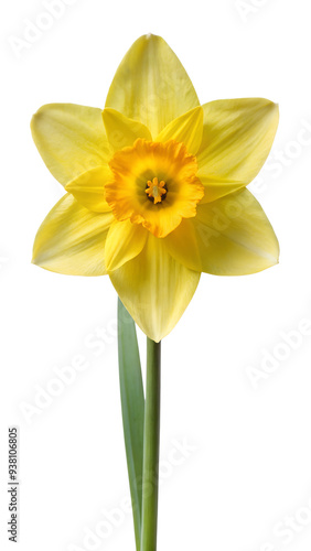 daffodil flower , yellow daffodil flower , daffodil flower png , yellow daffodil flower png , daffodil png,flower png , yellow flower png, daffodil flower , yellow, daffodil, flower ,,