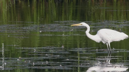エサを探すダイサギ
