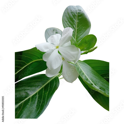 White Nayantara Flower Image photo