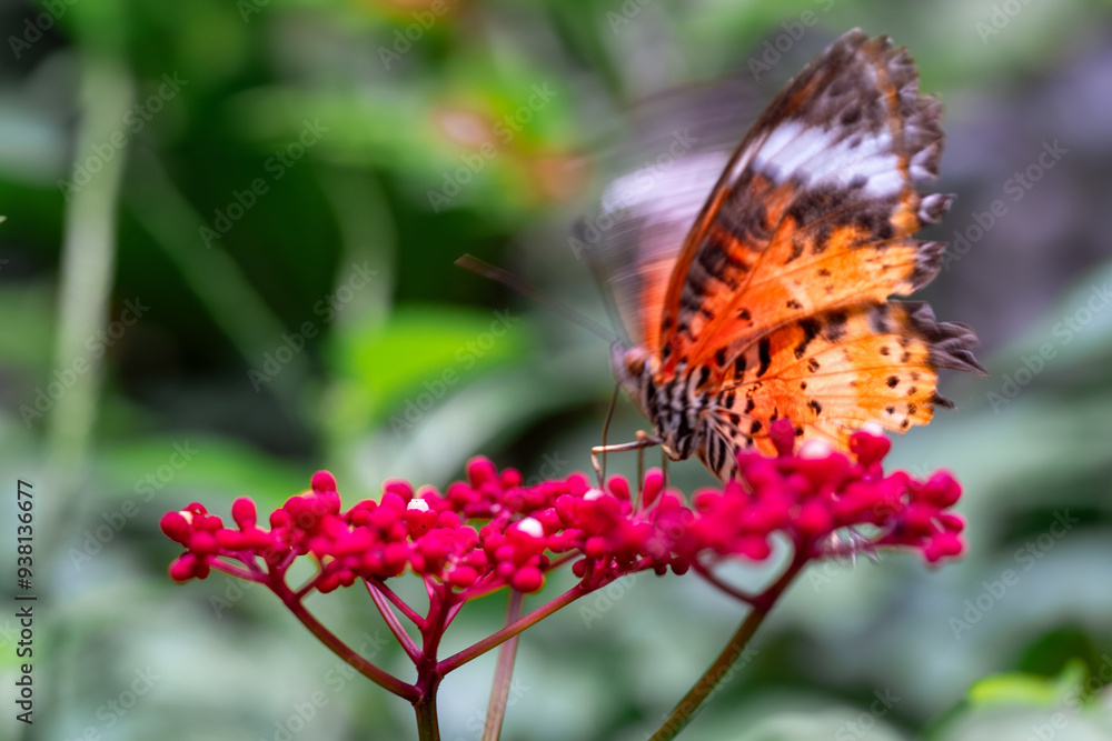 Obraz premium butterfly on flower