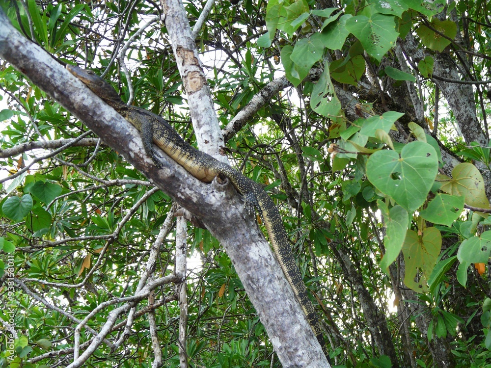 Monitor monitor in tree, Kota Kinabalu, Island of Borneo, Malaysia Monitor monitor in tree, Kota Kinabalu, Island of Borneo, Malaysia