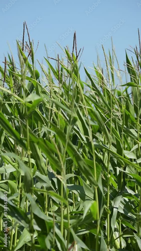 Cornfield in the rural countryside, stalks with green leaves moving slowly in the wind, food growth agriculture, slow motion vertical video Cornfield in the rural countryside, stalks with green leaves moving slowly in the wind, food growth agriculture, slow motion vertical video