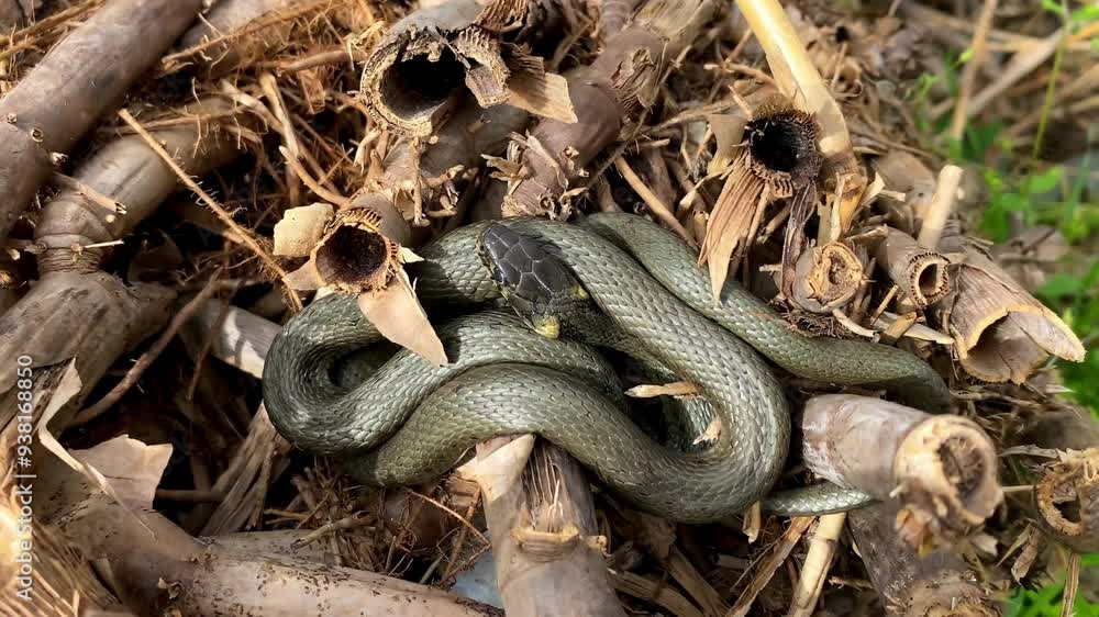 Oriental rat snake,venomous pit viper species native,python curled up in ring lies in branches of tree,reeds near river,lake.Close-up shot Oriental rat snake,venomous pit viper species native,python curled up in ring lies in branches of tree,reeds near river,lake.Close-up shot