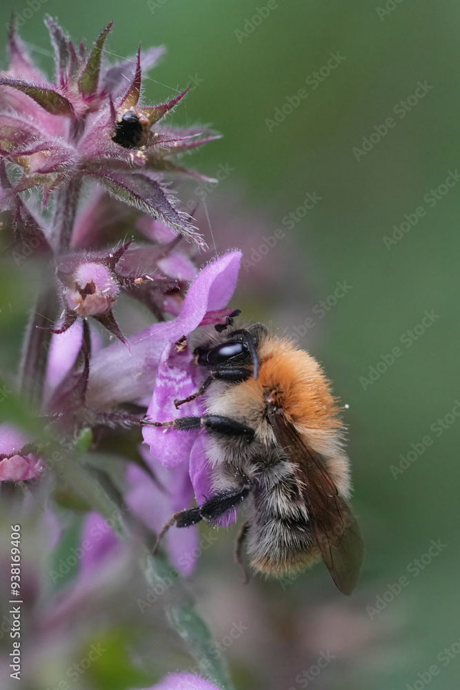 Closeup on a brown banded bumblebee , Bombus pascuorum on a purple Stachys flower Closeup on a brown banded bumblebee , Bombus pascuorum on a purple Stachys flower