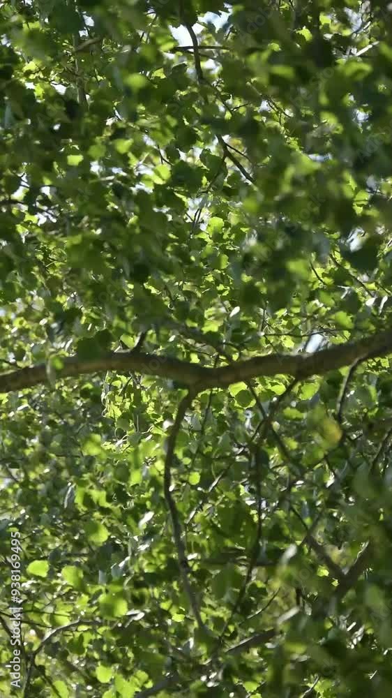 Green foliage leaves and branches of a tree moving slowly in the wind, slow motion vertical video Green foliage leaves and branches of a tree moving slowly in the wind, slow motion vertical video