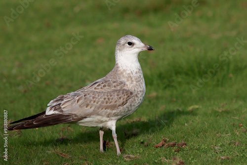 Canvas Print Young Common gull