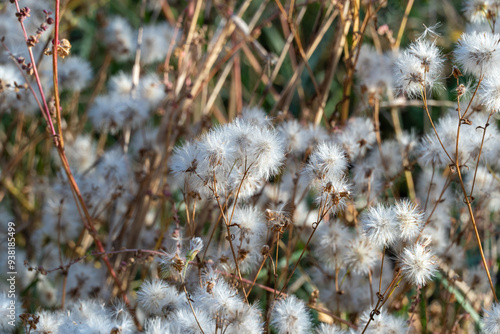 White fluffy seeds of wild field flowers in autumn. Dry boll of wildflowers growth in field. Nature patterns of withered plants. Dried branches with seeds and light fluff. Tender soft scene dry grass. photo