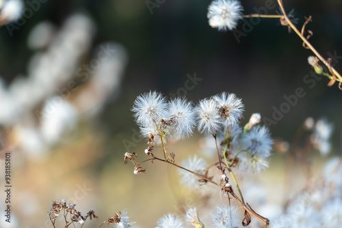 White fluffy seeds of wild field flowers in autumn. Dry boll of wildflowers growth in field. Nature patterns of withered plants. Dried branches with seeds and light fluff. Tender soft scene dry grass. photo