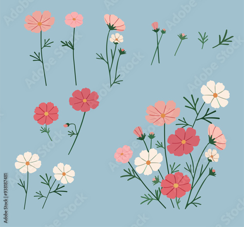 코스모스 cosmos flowers