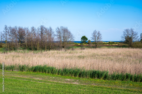 Agriculture with wheat fields at the seaside around Grömitz, Germany photo