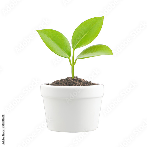 A vibrant green plant emerging from rich soil in a stylish white pot, symbolizing growth and rejuvenation indoors. transparent background