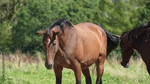 Brown horses standing in a pasture moving head up and down shaking insects and flies during summer heat