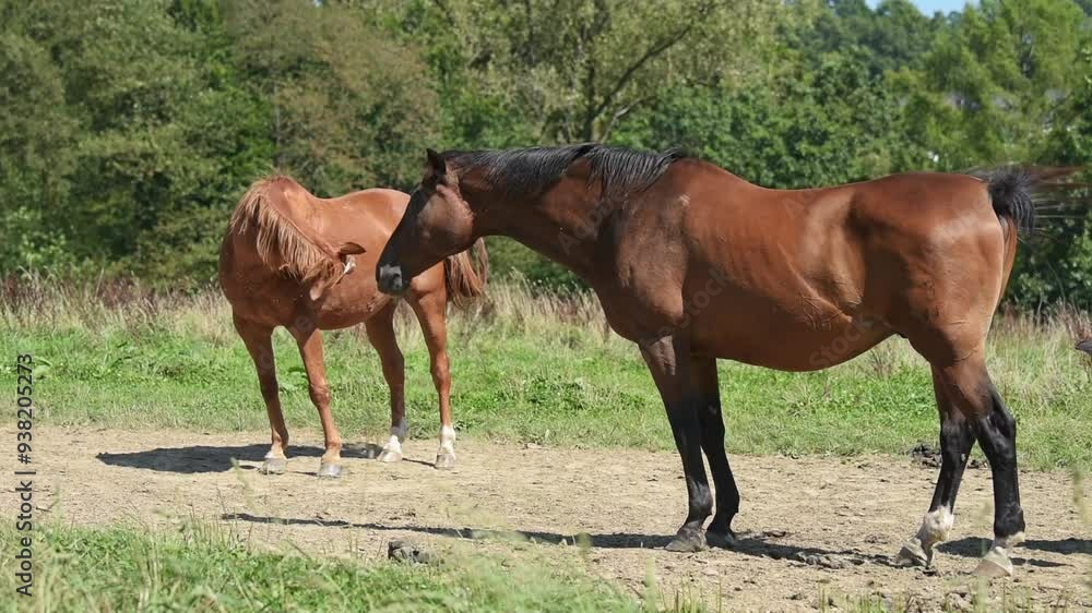 Brown horses standing in a pasture moving head up and down shaking insects and flies during summer heat Brown horses standing in a pasture moving head up and down shaking insects and flies during summer heat