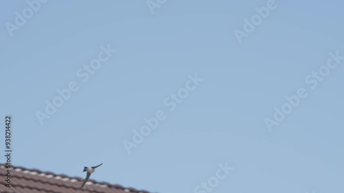 House Martin flying with blue sky