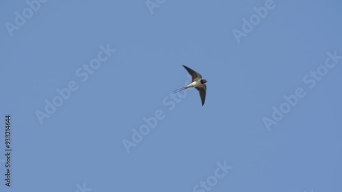 Rauschschwalbe in Super Zeitlupe fliegt vor Blauen himmel