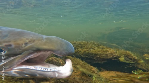 Underwater release of unharmed large Baltic Sea salmon back to Lainio river after it was caught on early August morning in Swedish Lapland. Salmon slowly swims away near river bottom. photo