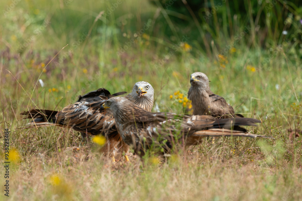 Milan royal,.Milvus milvus , Red Kite Milan royal,.Milvus milvus , Red Kite