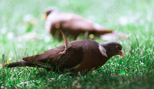 collared dove