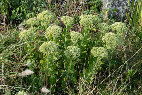 Criste marine, Crithme, Fenouil marin, Perce pierre, Crithmum maritimum photo