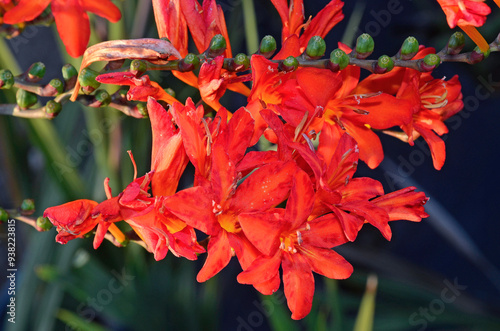 Crocosmia 'Mistral' , Crocosmia photo