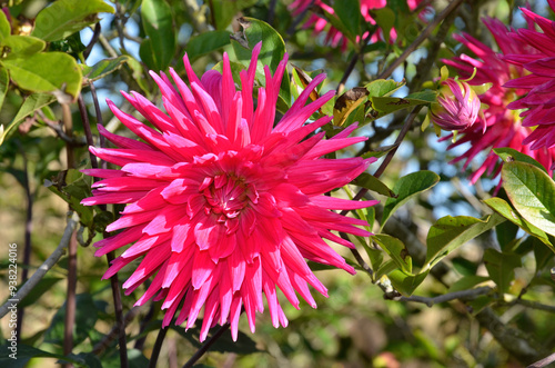 Fotografie Dahlia cactus 'Allegro'