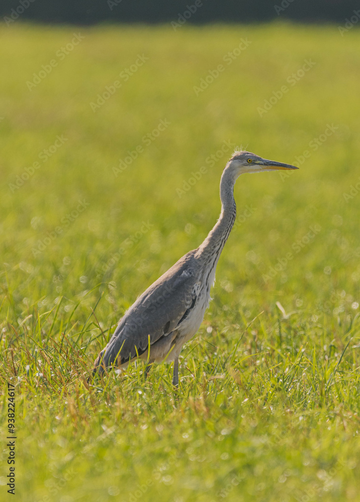 Fototapeta premium great blue heron