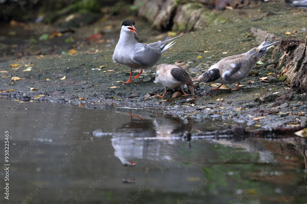 Fototapeta premium terns