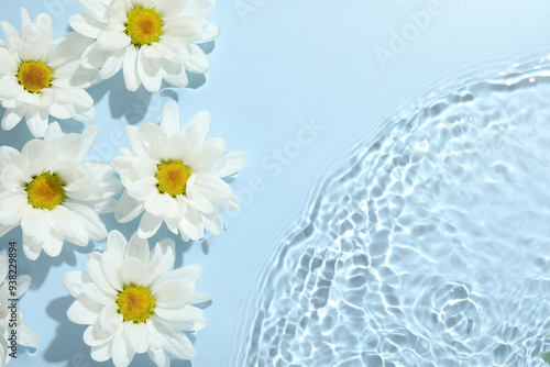 Beautiful daisy flowers in water on light blue background, top view. Space for text