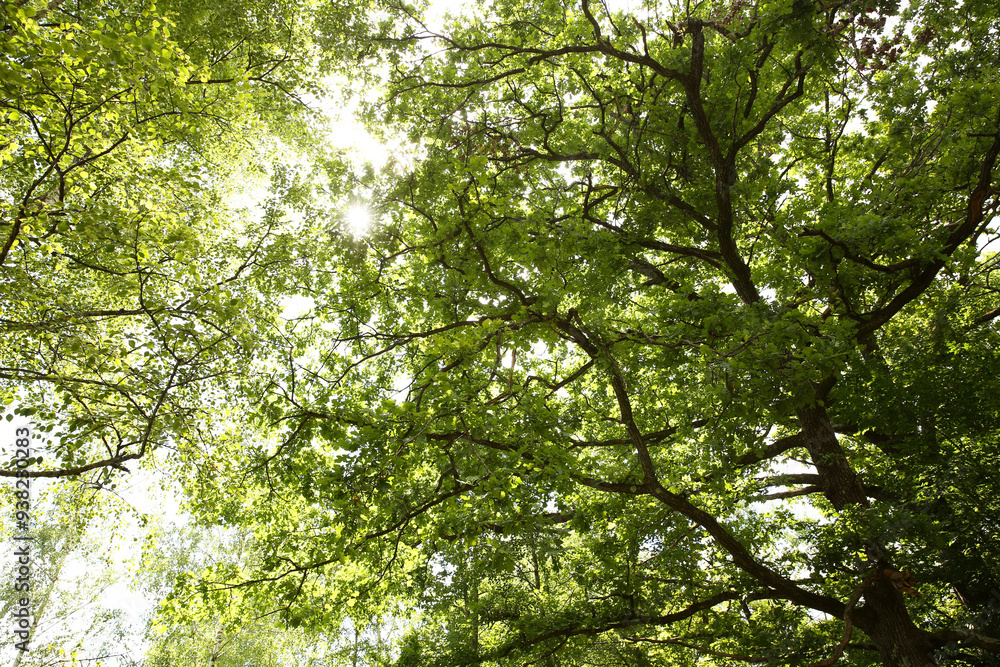Beautiful green tree in forest, low angle view Beautiful green tree in forest, low angle view