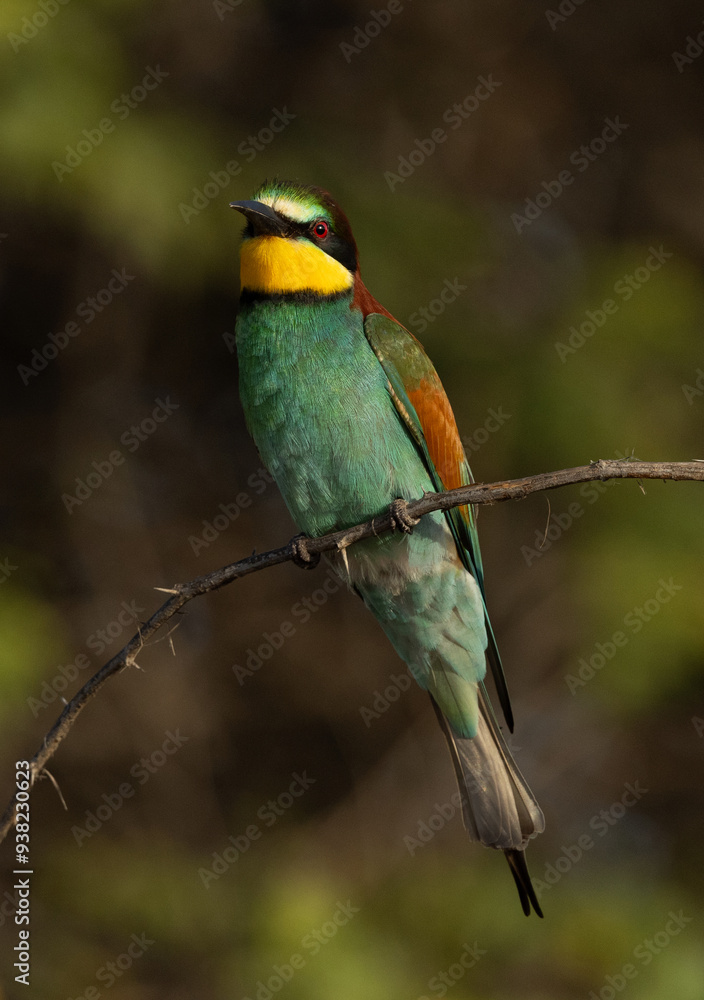 Closeup of a European bee-eater on green Closeup of a European bee-eater on green