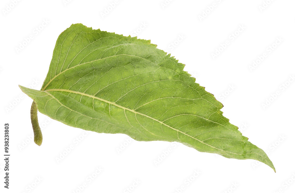 Fototapeta premium One green sunflower leaf isolated on white