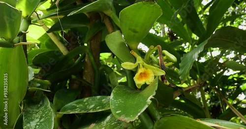 Vanilla orchid plant in Costa Rica, central america