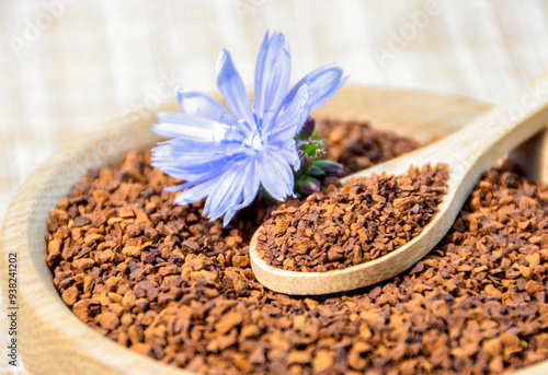 Ground chicory root on a wooden spoon and chicory flowers on a rustic wooden background. Alternative medicine. Healthy drinks. chicory drink photo