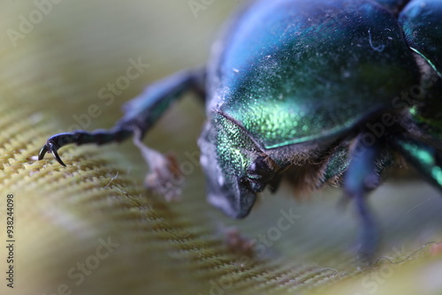 June bug, green bug ultra macro view, extreme close up, Green beetle, beetle head movement, Cotinis nitida insect photo