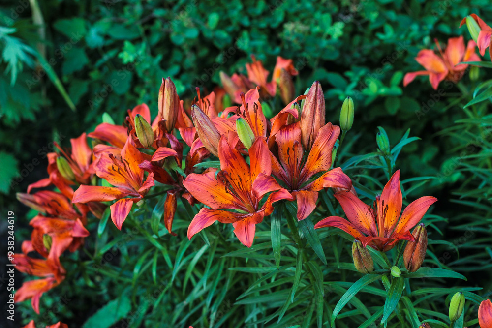 Vibrant orange lilies blooming in a lush green garden during the bright summer season showcasing nature's beauty and diversity Vibrant orange lilies blooming in a lush green garden during the bright summer season showcasing nature's beauty and diversity