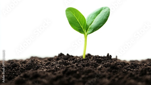 Fresh green sprout emerging from soil, with minimalist styling and a plain white background.