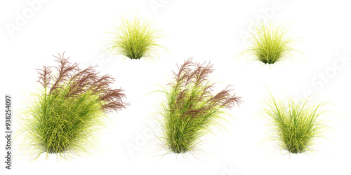 collection of Zebra grass beautiful isolated on white background photo