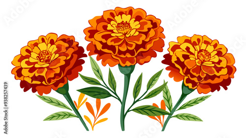 Marigold flower isolated on white, Marigold illustration, Marigold flower vector