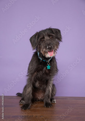 Bild auf Leinwand cute dog on an isolated background in a studio shot