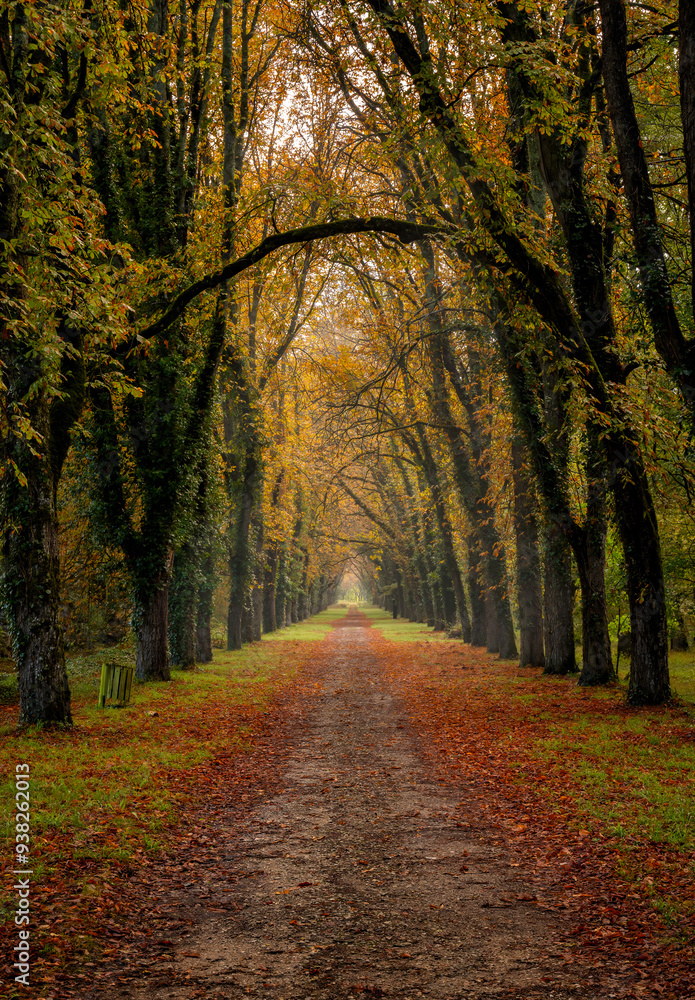 Forest Paths surrounding Chateau de Chenonceau Forest Paths surrounding Chateau de Chenonceau