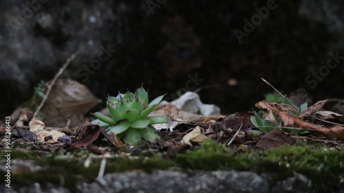 Sempervivum Tectorum in a garden photo