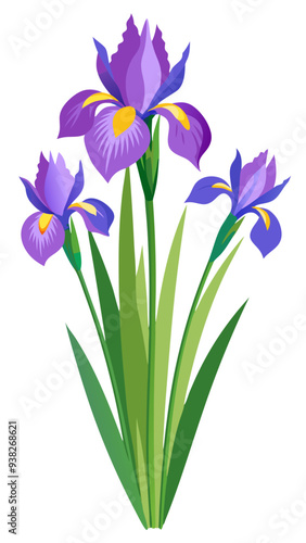 iris flower isolated on white background, iris illustration, iris flower vector