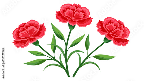 Carnation flower isolated on white background, Carnation illustration, Carnation flower vector