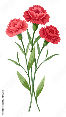 Carnation flower isolated on white background, Carnation illustration, Carnation flower vector