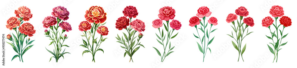 Carnation flower isolated on white background, Carnation illustration, Carnation flower vector Carnation flower isolated on white background, Carnation illustration, Carnation flower vector