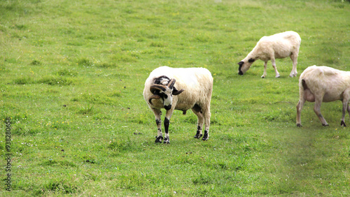 A group of cows grazing peacefully on a lush green field, with one cow in the foreground looking toward the camera.