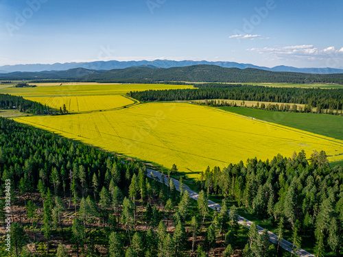 field of canola