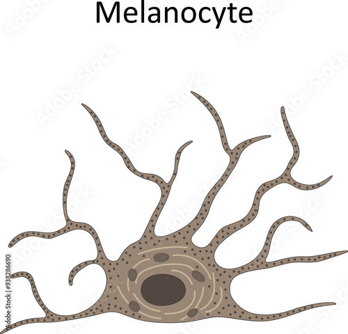 Melanocyte (melanin-producing cell)