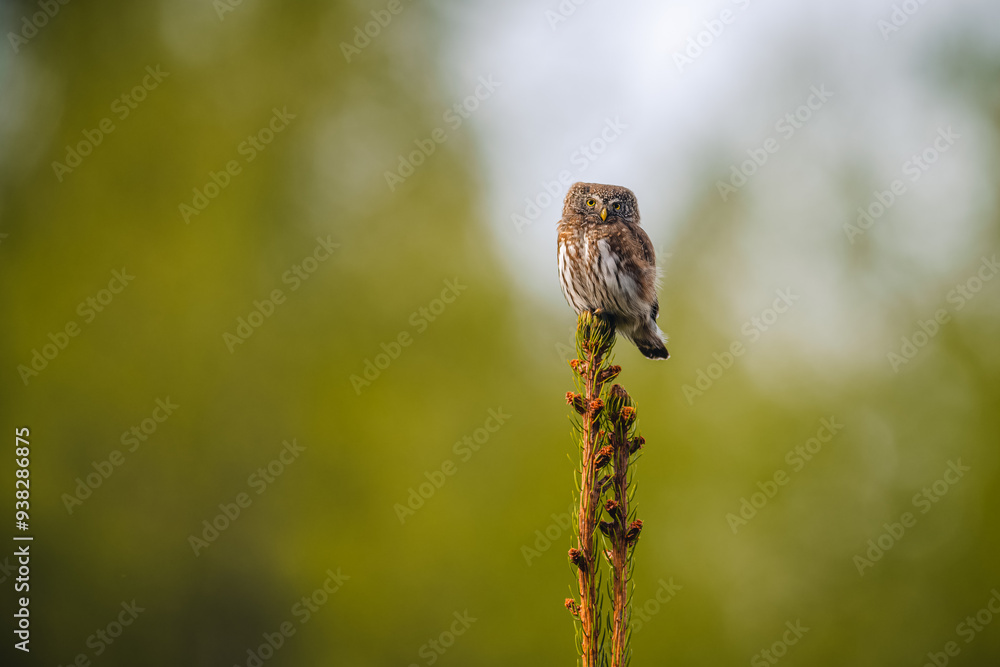 Pygmy owl (Glaucidium passerinum) sitting on top of spruce tree Pygmy owl (Glaucidium passerinum) sitting on top of spruce tree