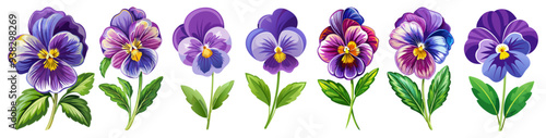 illustration of flower, Pansy flower isolated on white background, Pansy illustration, Pansy flower vector